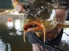 Carp