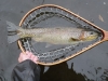 Trout