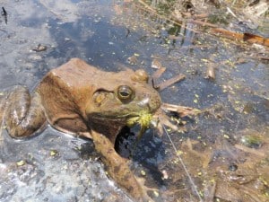 Bullfrog on a Meatwhistle